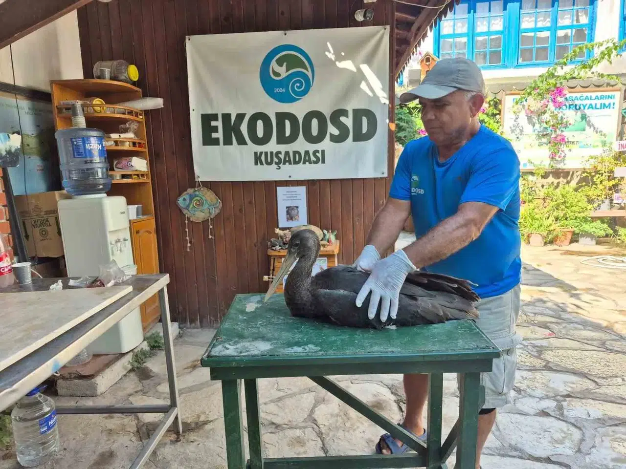 Söke’de tesadüfen bulundu: Doğanın nadir misafiri emin ellerde