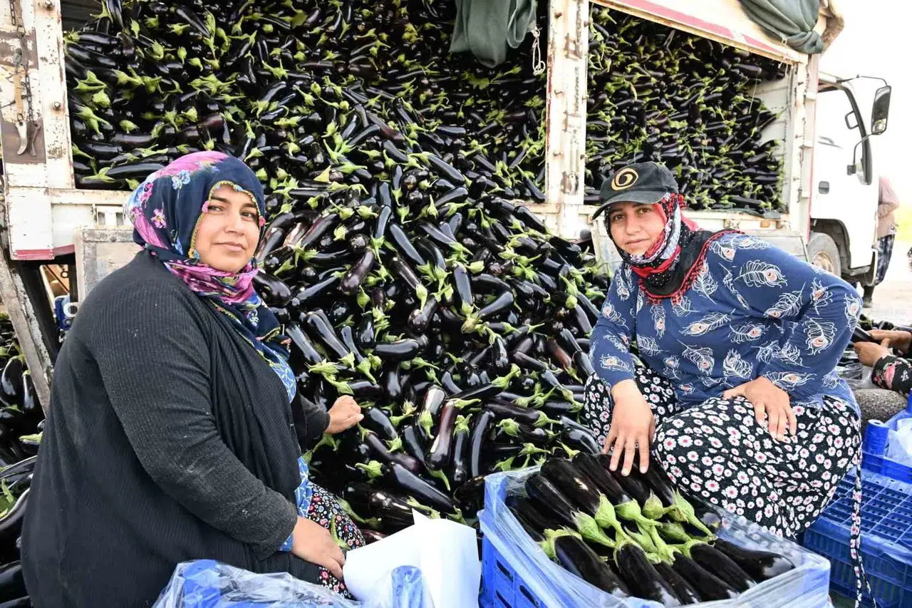 Selin vurduğu tarlada yüzleri güldüren dönüşüm: Üreticiye can suyu oldu
