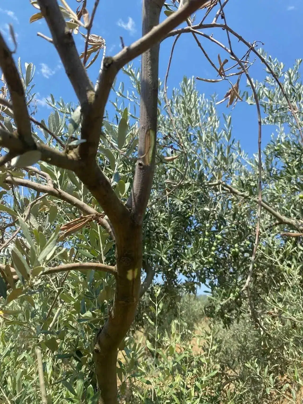 Menteşe’de zeytin üreticisine kritik uyarı: Verim kaybına karşı sahaya indiler