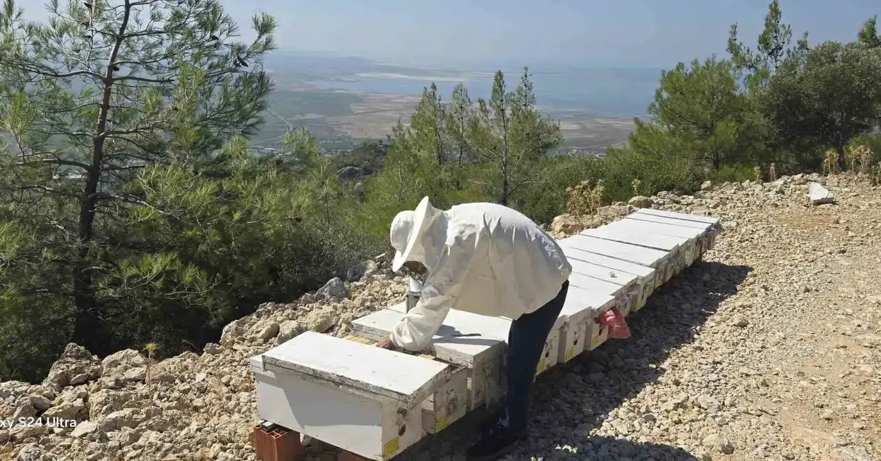 Söke'de bal üreticileri için kritik süreç: Kovanlar tek tek kayıt altına alınıyor