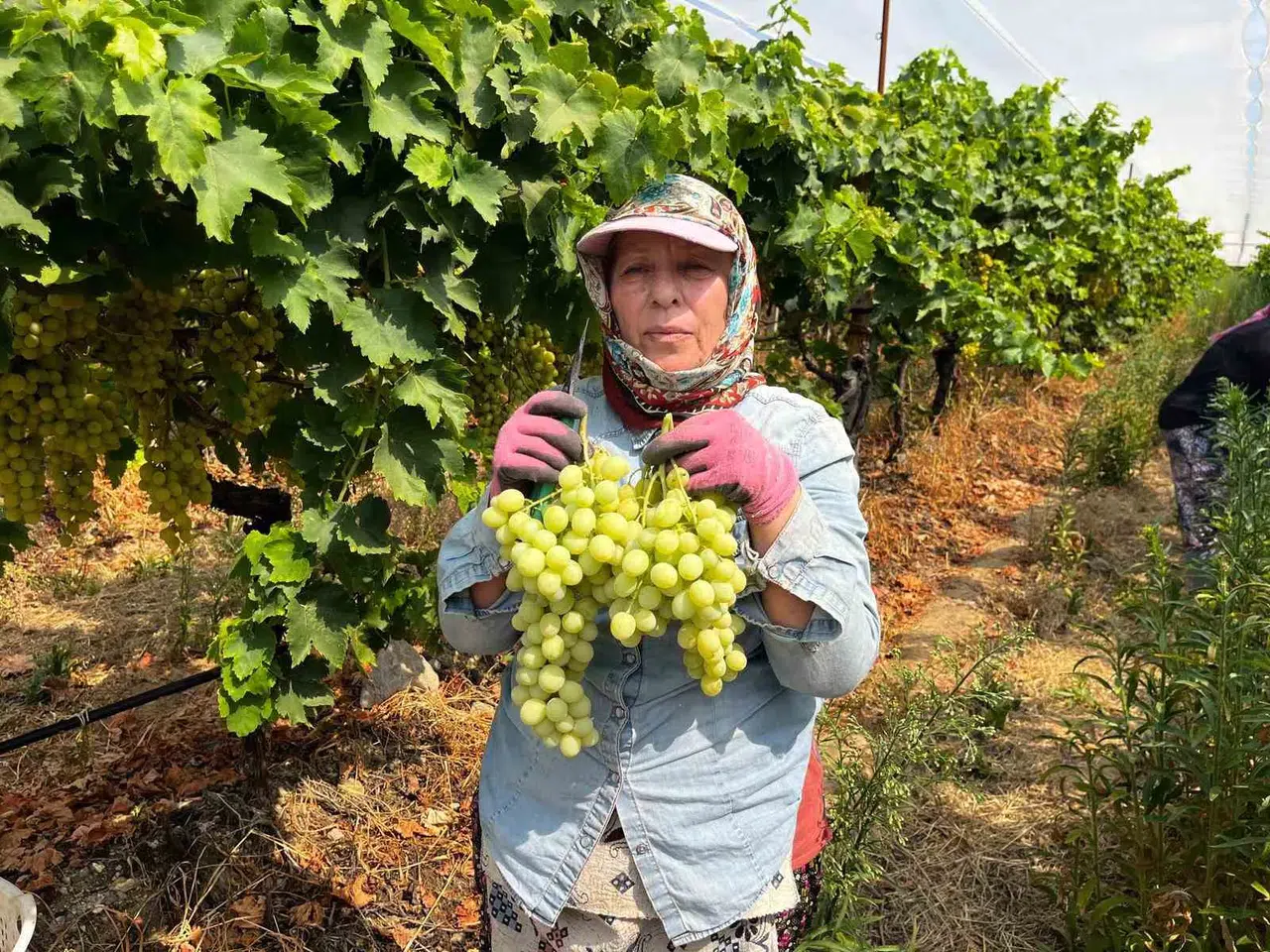 Buldan bağlarında hummalı mesai: Süperior üzümü dünyaya açılıyor