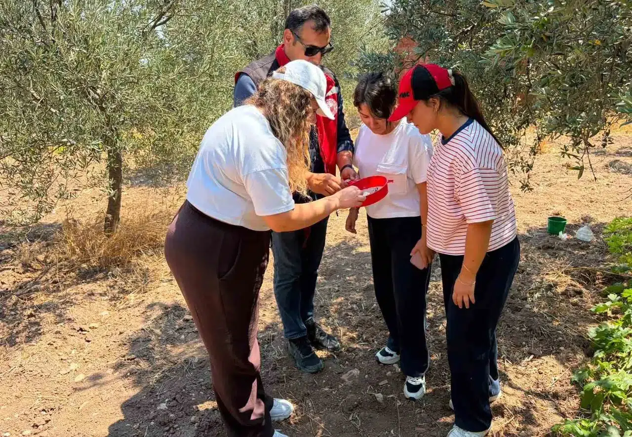 Manisa'da hasat nöbeti: Zararlılarla mücadelede kritik takip dönemi