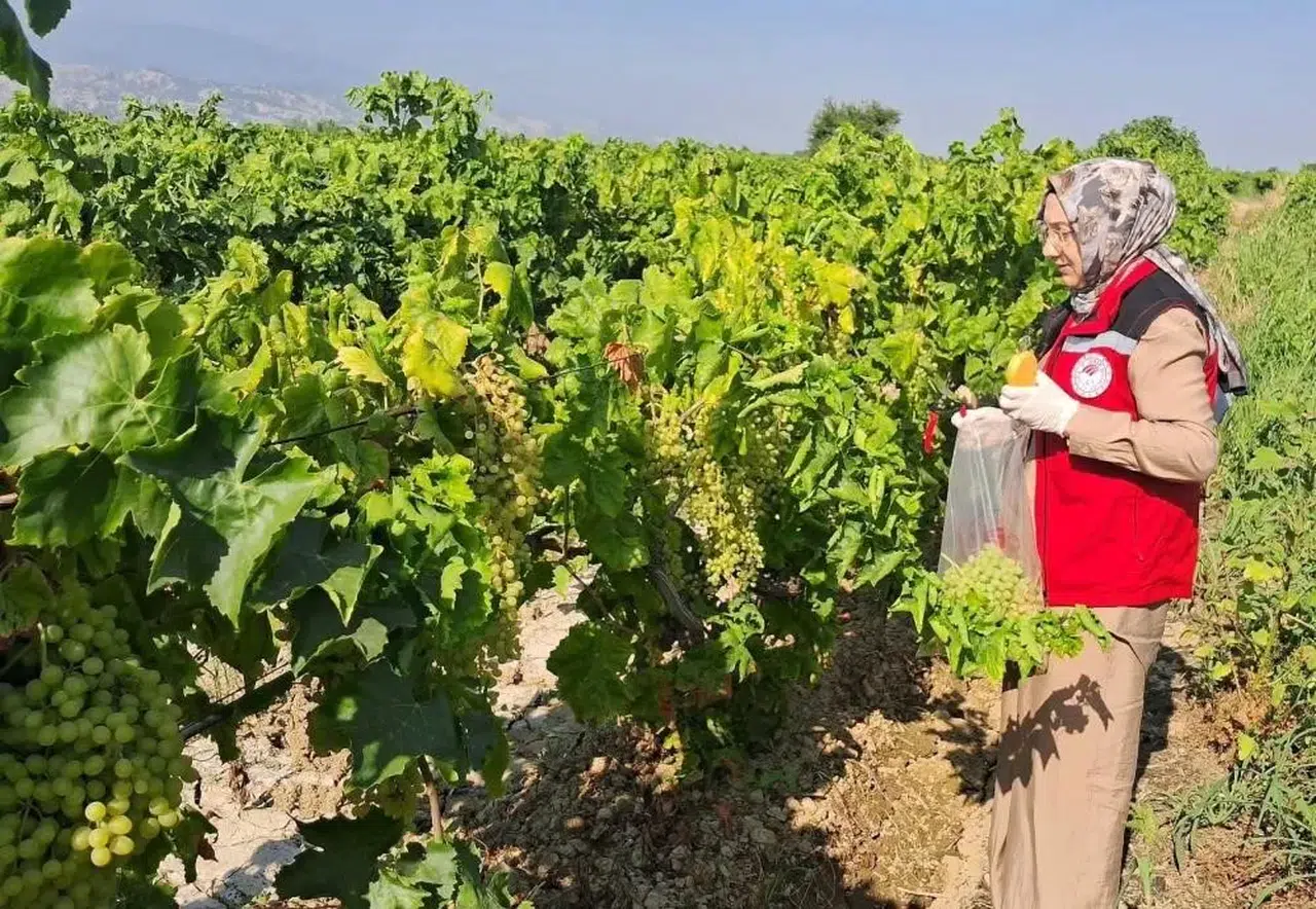 Bağlarda kritik gün: Üreticiye 48 saat uyarısı