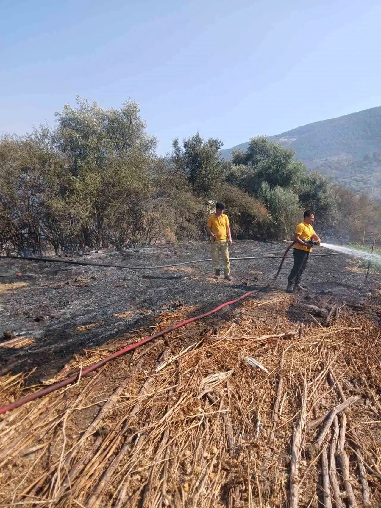 Bafa’da tarım arazisinde korkutan yangın: Ekipler zamanla yarıştı