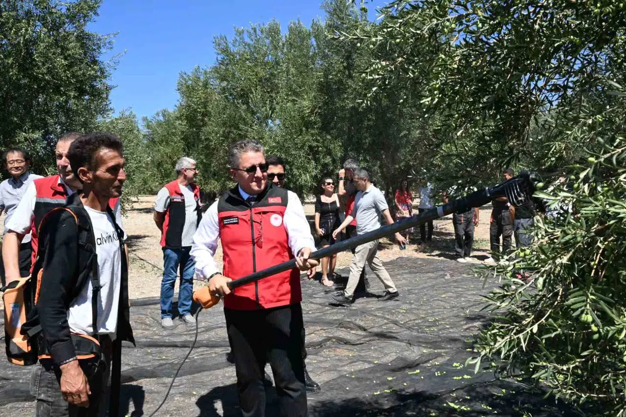 Ege'nin altın sarısı bereketi Dikili'de dallardan toplandı