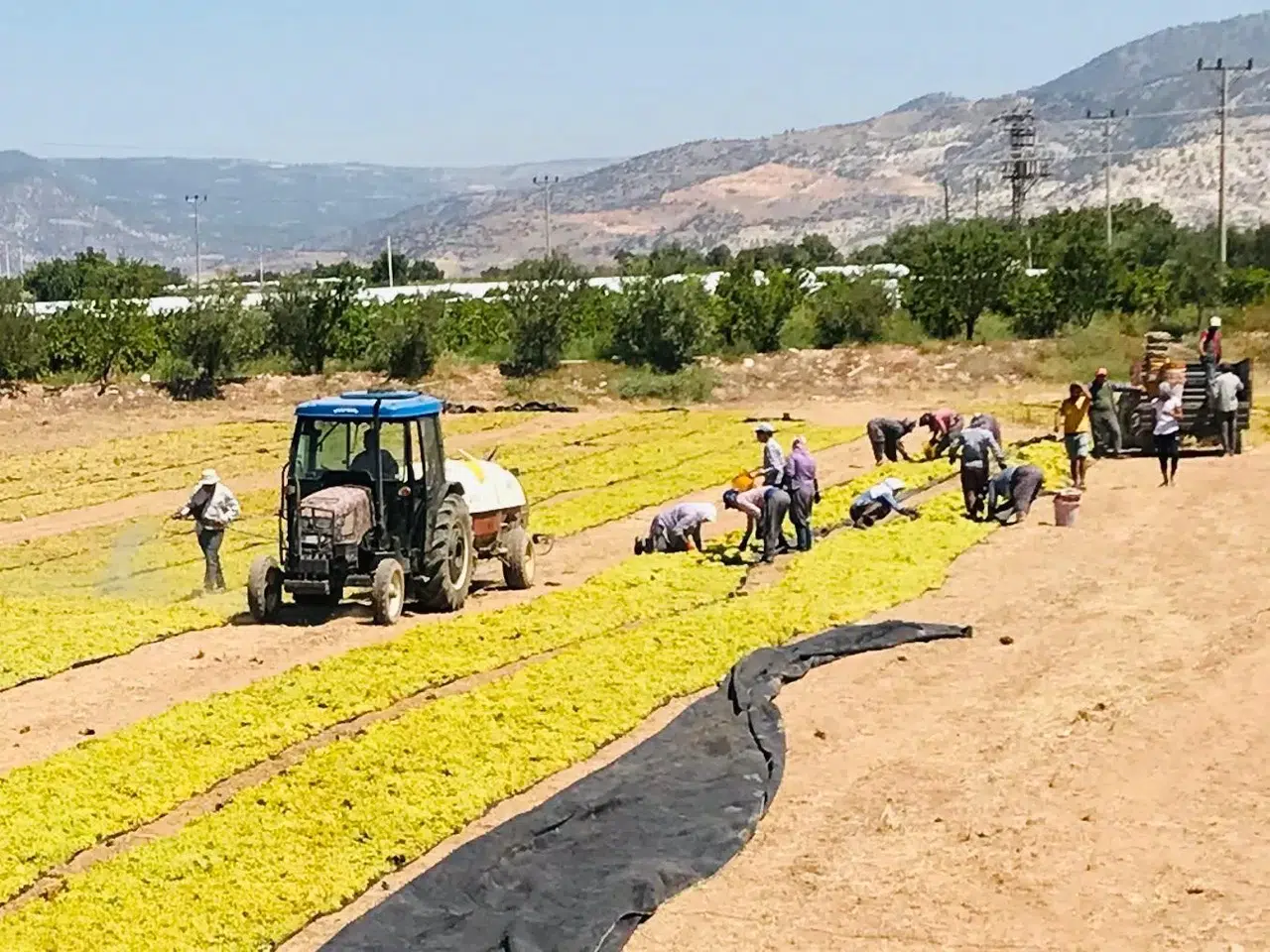 Buldanlı üreticiden Ankara'ya acil çağrı: Üzüm piyasasında oyun bozulmalı