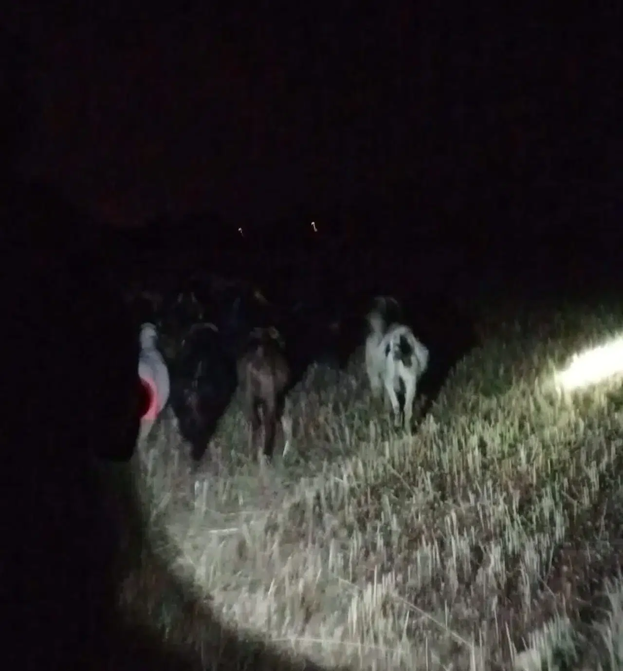 Çivril’de kayıp sürüsünü jandarma buldu: Çobanın yüzü güldü
