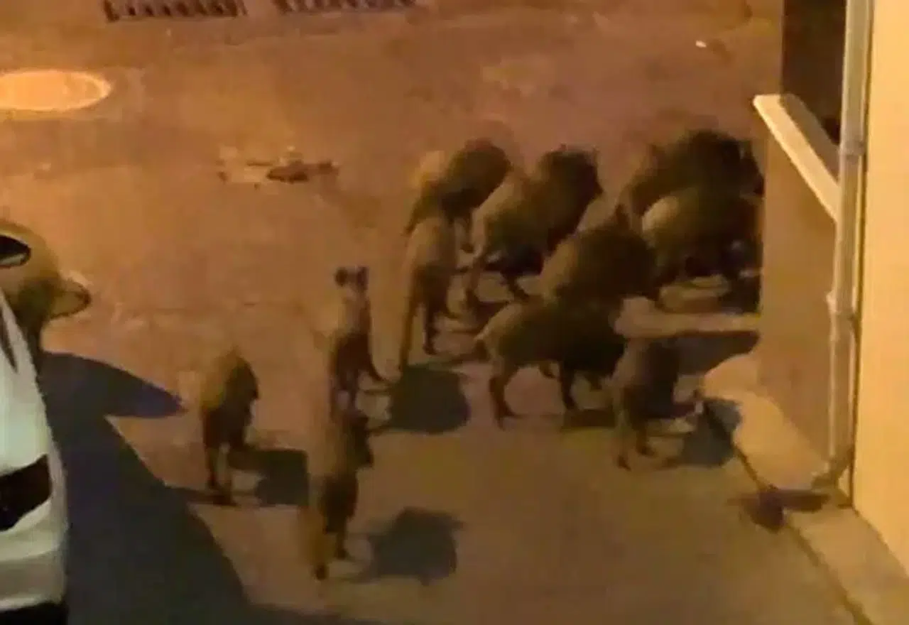 Kuşadası sokaklarında gece mesaisi: Yaban domuzları yerleşime indi
