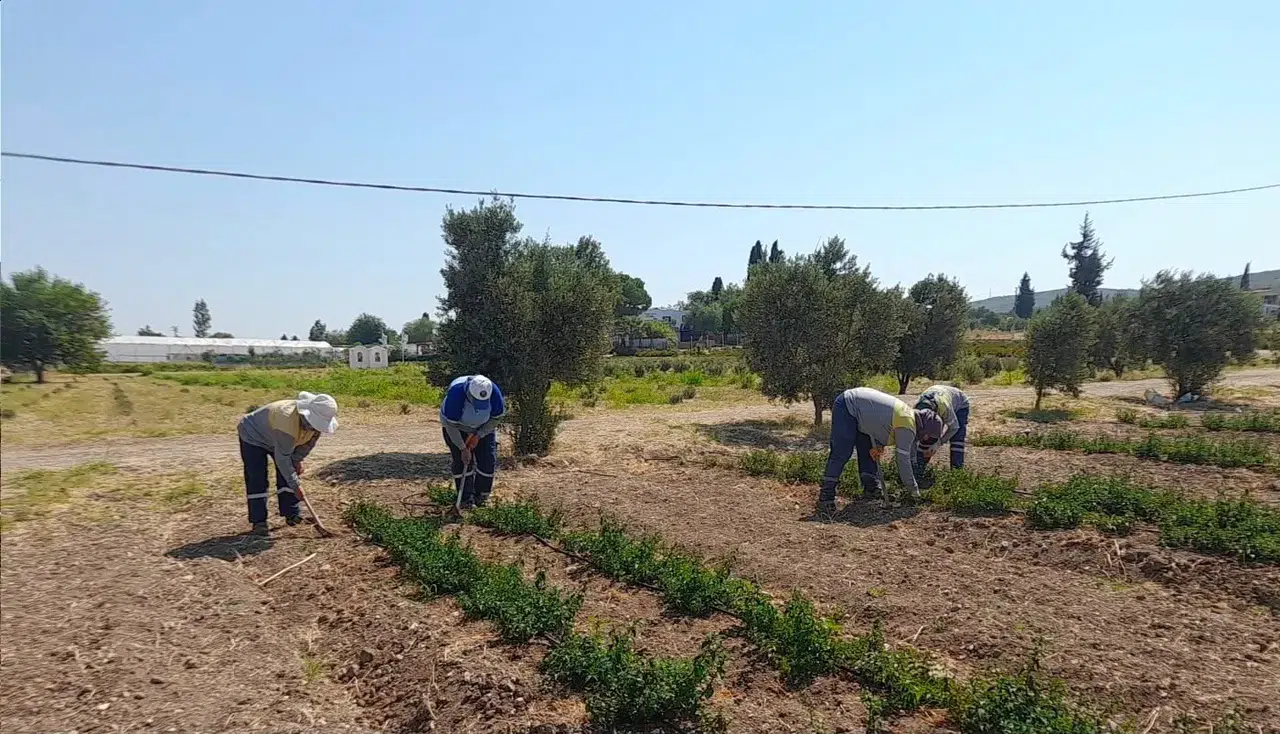 Didim’de üretim seferberliği: Hem parklar yeşilleniyor hem şifa dağıtılıyor