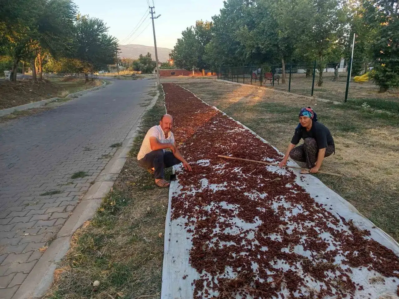 Sarıgöl’de bağlarda hasat bereketi: İlk ürünler çuvallara girdi