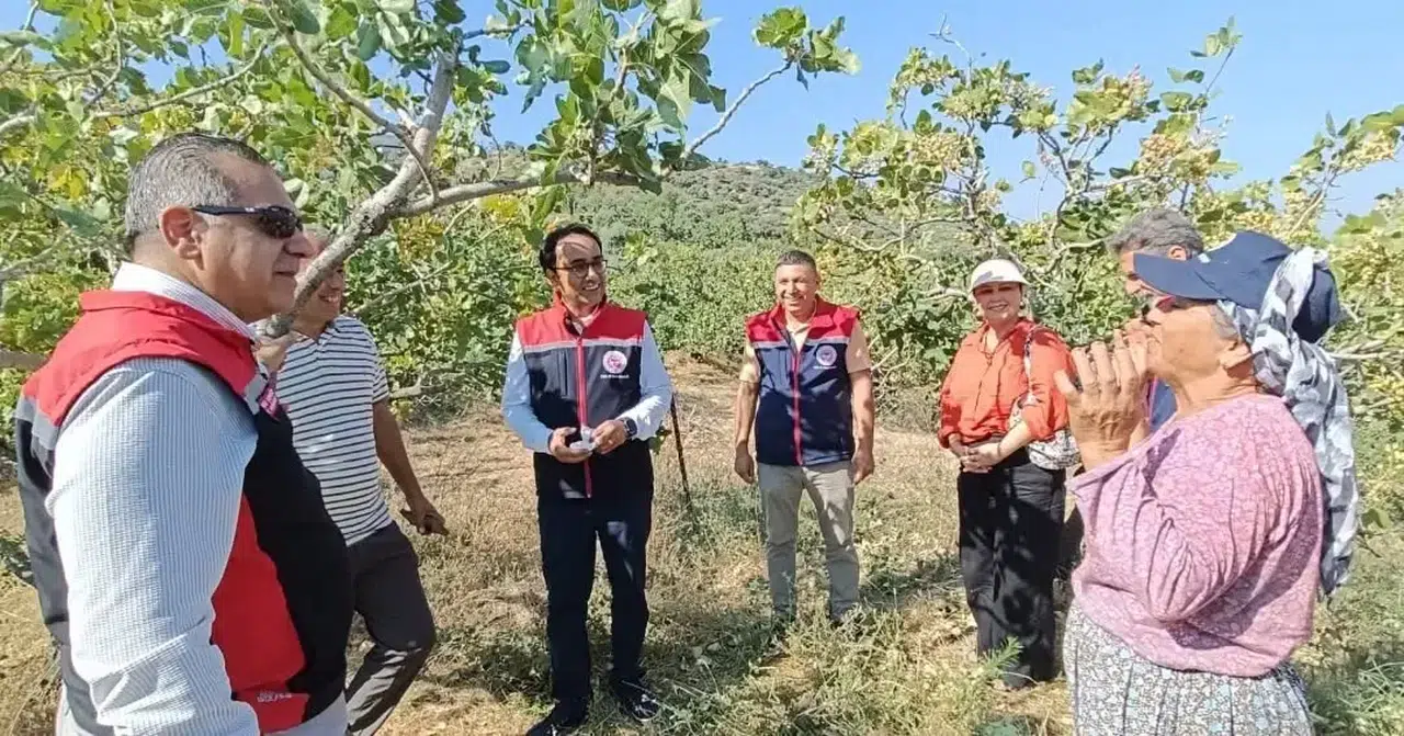 Yenipazar’da hummalı hasat mesaisi: Antepfıstığında bölgenin kalbi atıyor