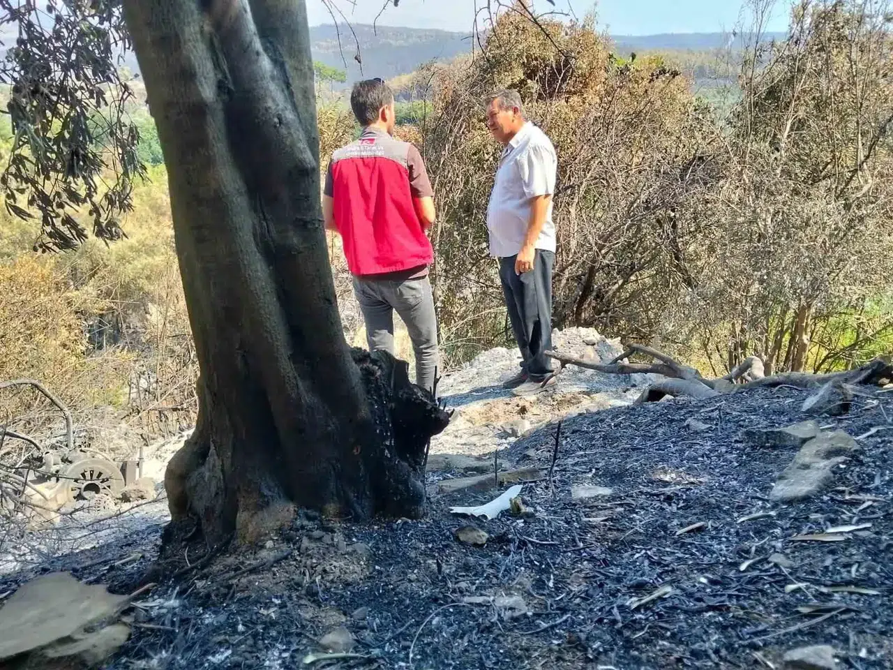Muğla’da küllerin altındaki yaşam mücadelesi: Üreticinin zararı tek tek kayıt altına alınıyor
