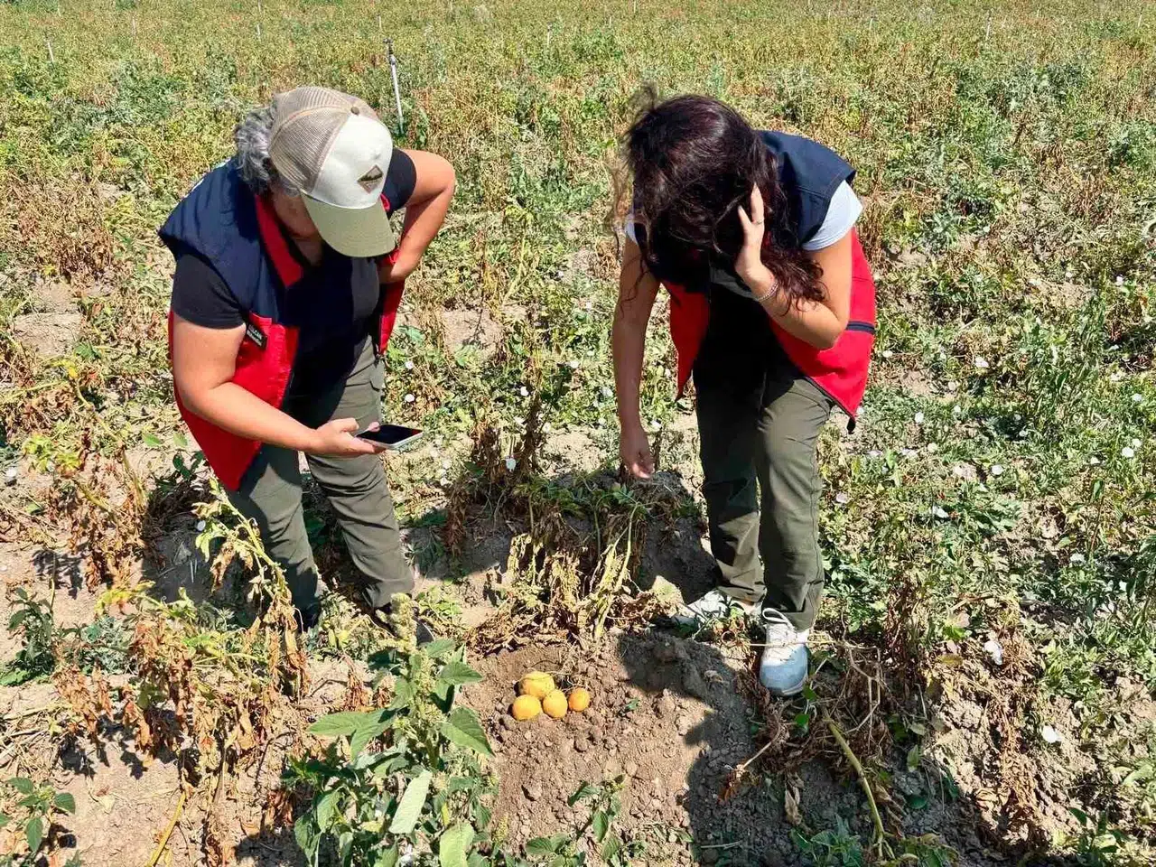 Afyonkarahisar'da patates tarlalarında kritik denetim mesaisi