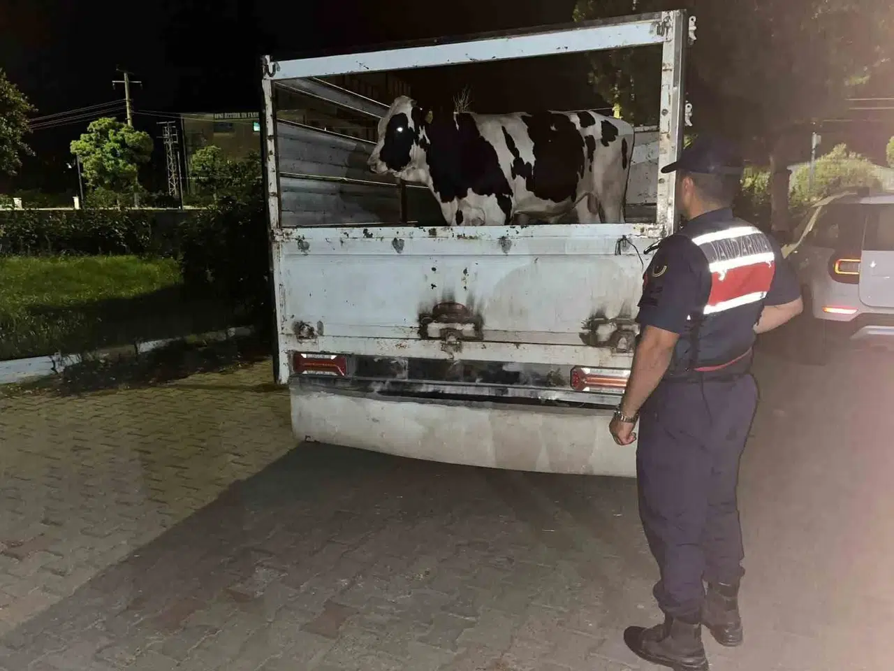 350 bin liralık vurgun girişimi jandarmaya takıldı: Hayvanlar sahibine kavuştu