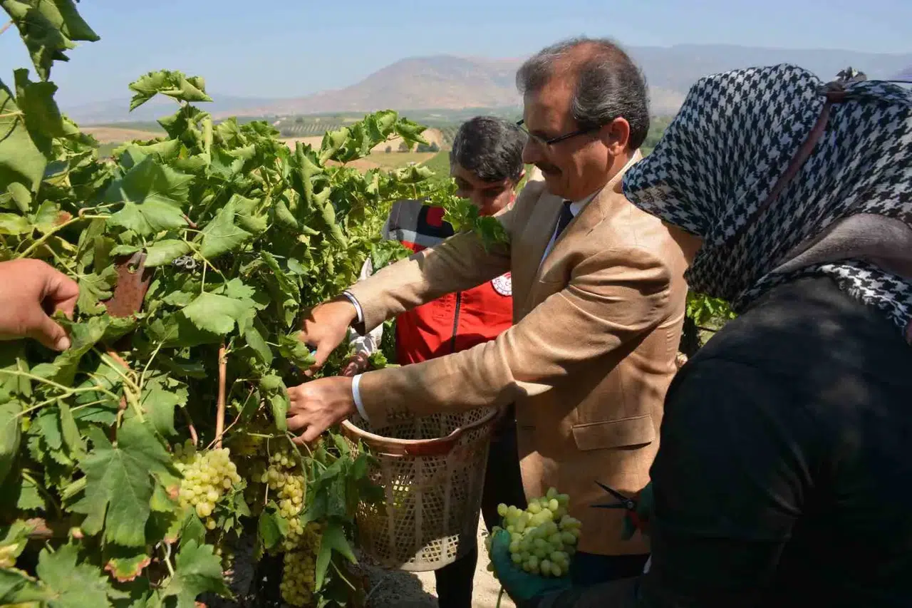 Salihli’de Hasat Coşkusu: Kaymakam Güldoğan’dan Üreticilere Destek Ziyareti