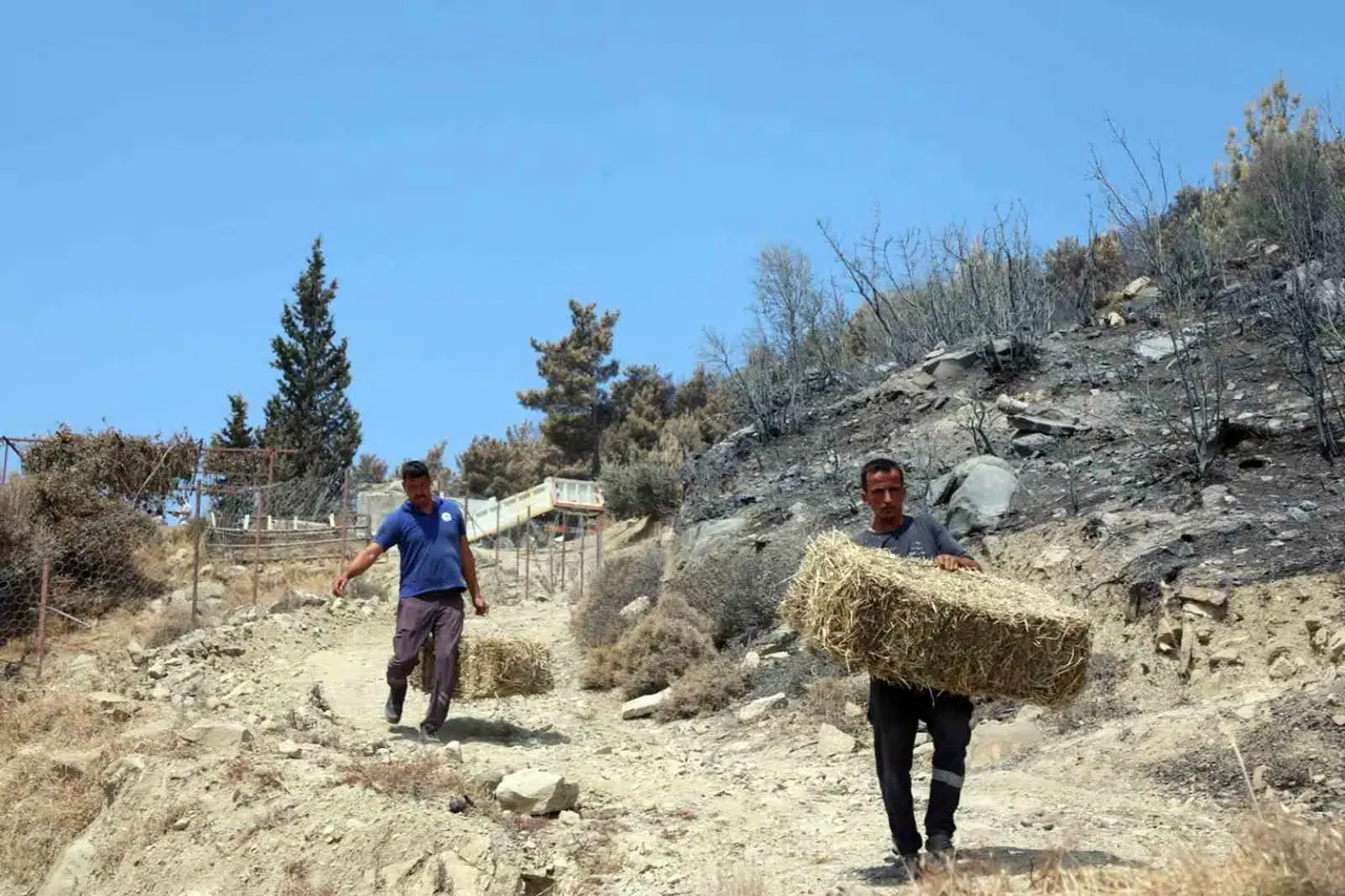 Seydikemer’de küllerin arasından umut yeşerdi: Üreticiye büyük destek