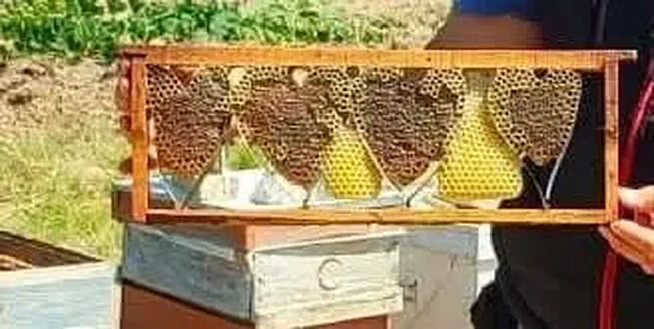 Arıların gizli sanat eseri: Baklan’daki kovandan kalp çıktı