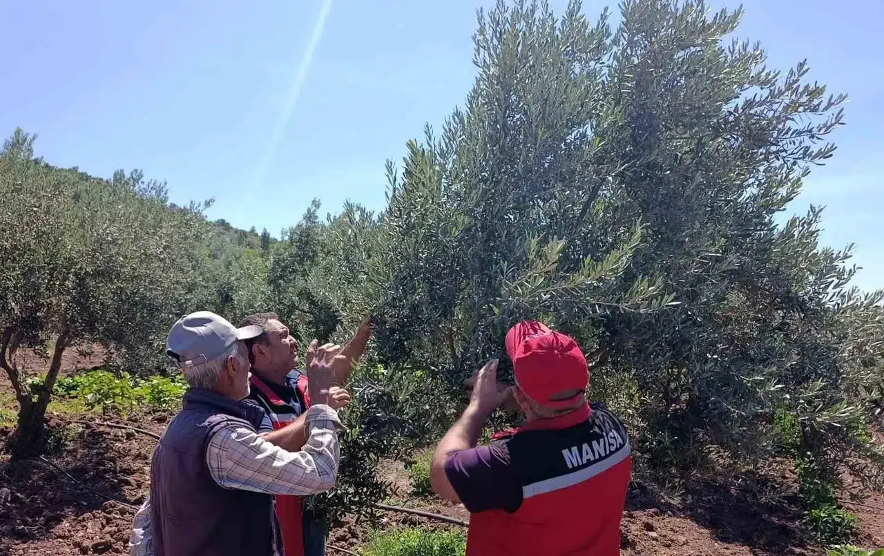 Akhisar zeytininde verim alarmı: Uzmanlar sahaya indi
