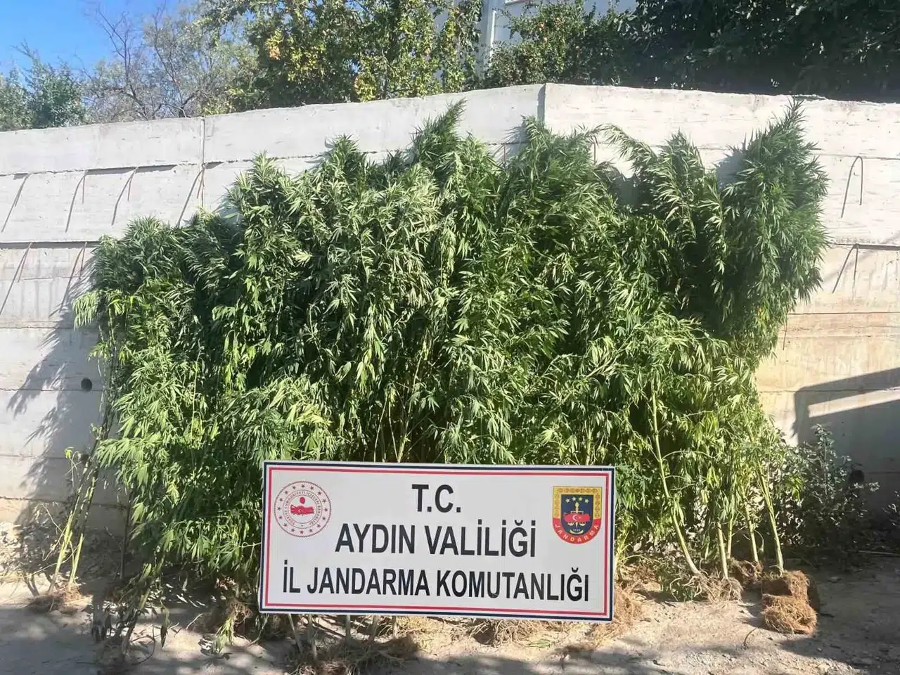 Dereköy'deki Saksılar Jandarmayı Harekete Geçirdi: 41 Yaşındaki Şüpheli Tutuklandı