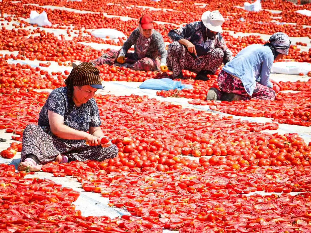 Torbalı tarlalarında kırmızı altın bereketi: Emekçiler dünya sofraları için ter döküyor