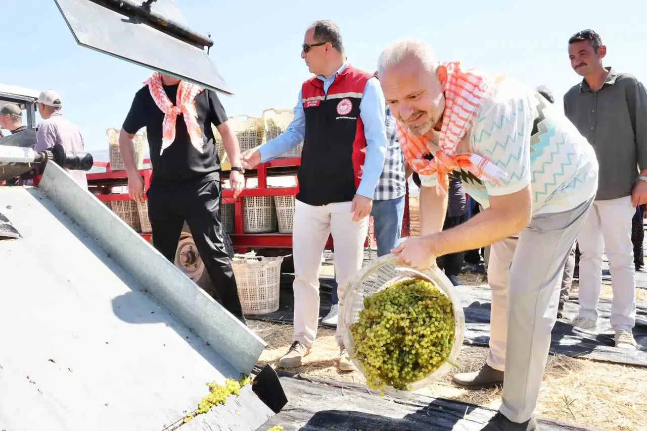 Menemen'de hasat vakti: Toprağın bereketi bu yıl rekor getirdi