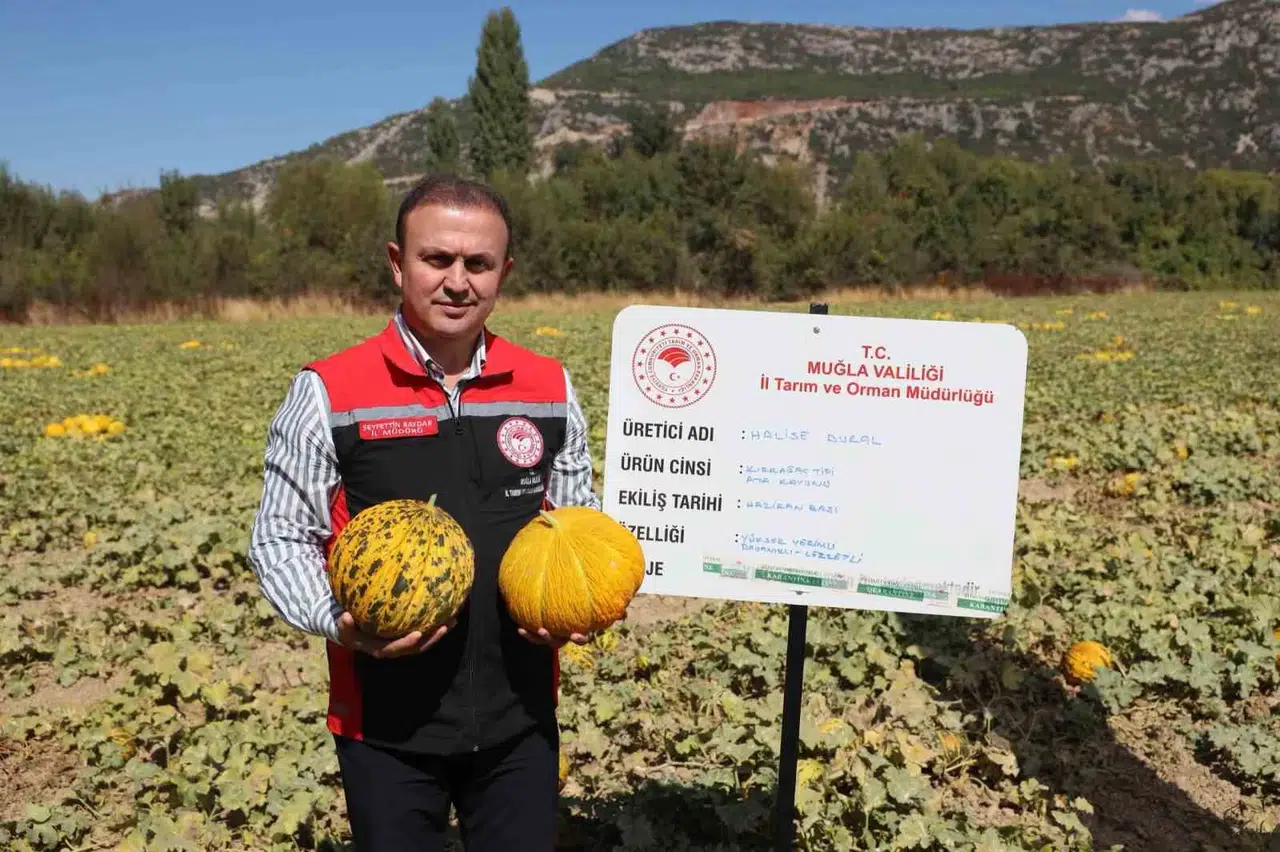 Menteşe’nin kadim lezzetleri gün yüzüne çıktı: Yayla kavununda hasat heyecanı
