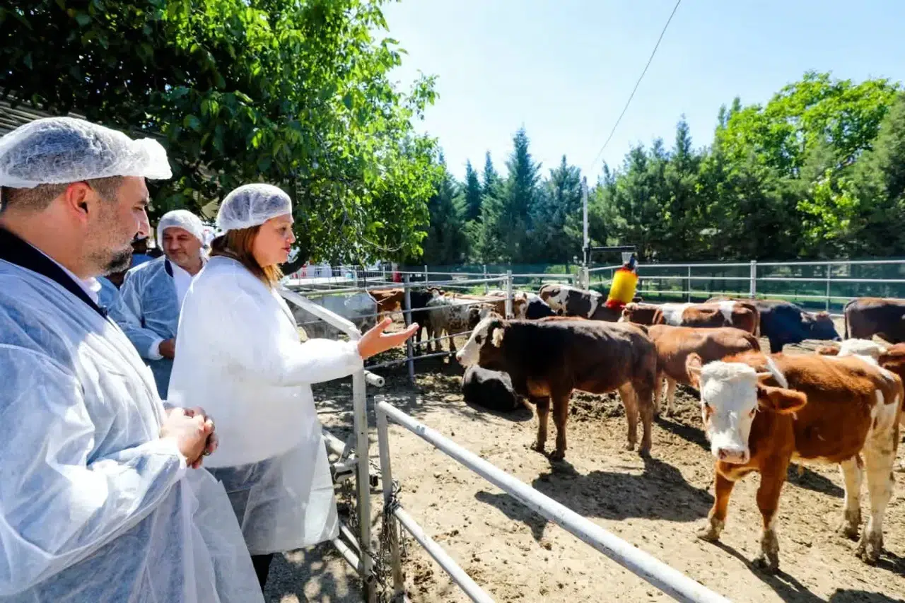 Afyonkarahisar'da devrim niteliğinde adım: Belediye kendi etini üretecek