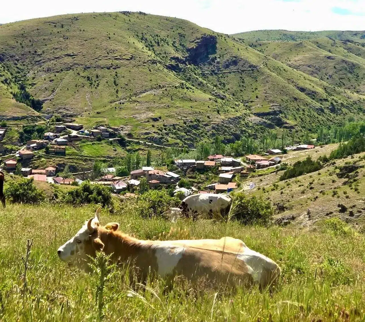 Afyonkarahisar'da tarlada mesai: Üreticinin kalkınması için yerinde denetim