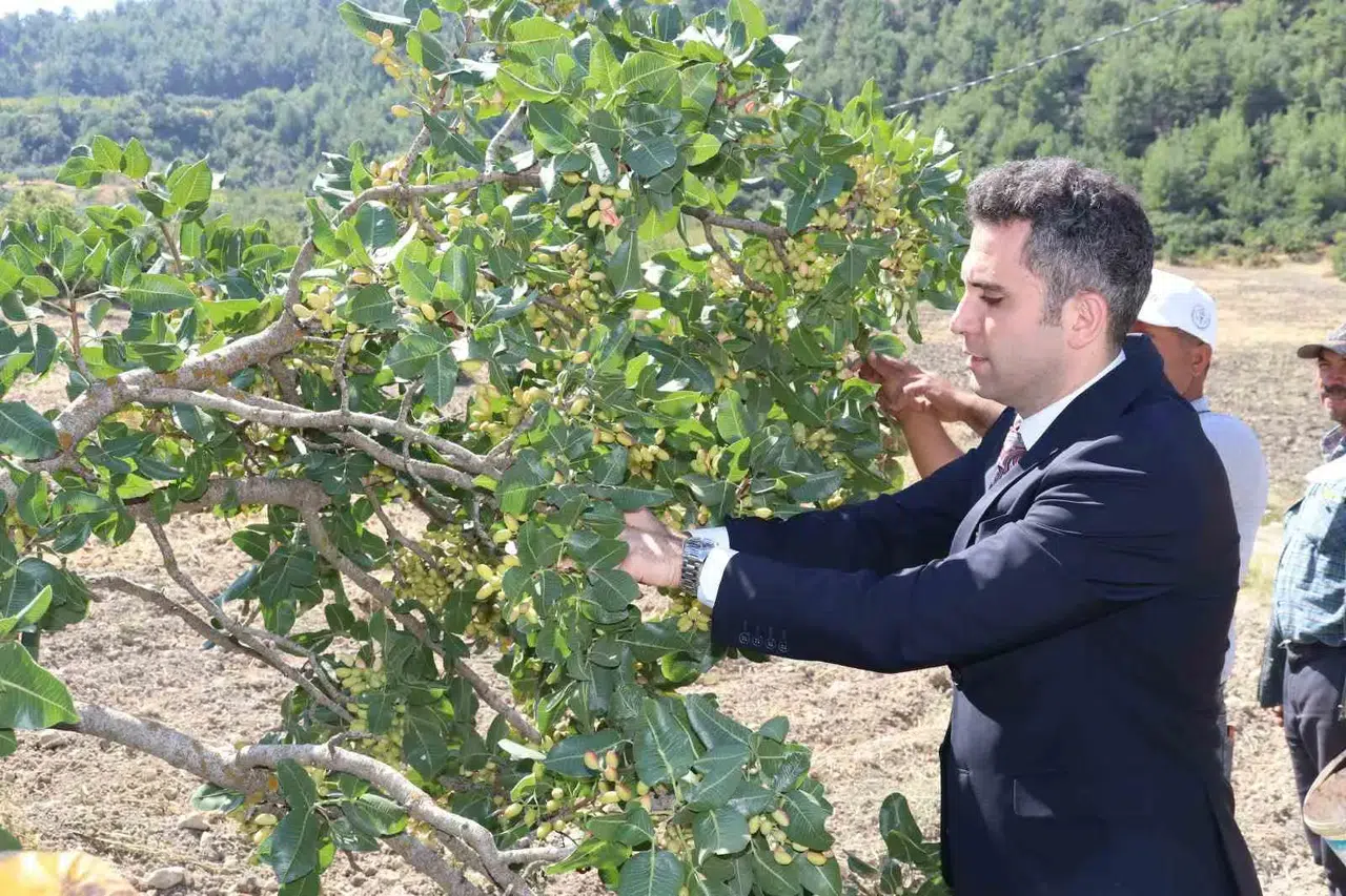 Manisa'da hasat heyecanı: Selendi fıstığı tescil yolunda