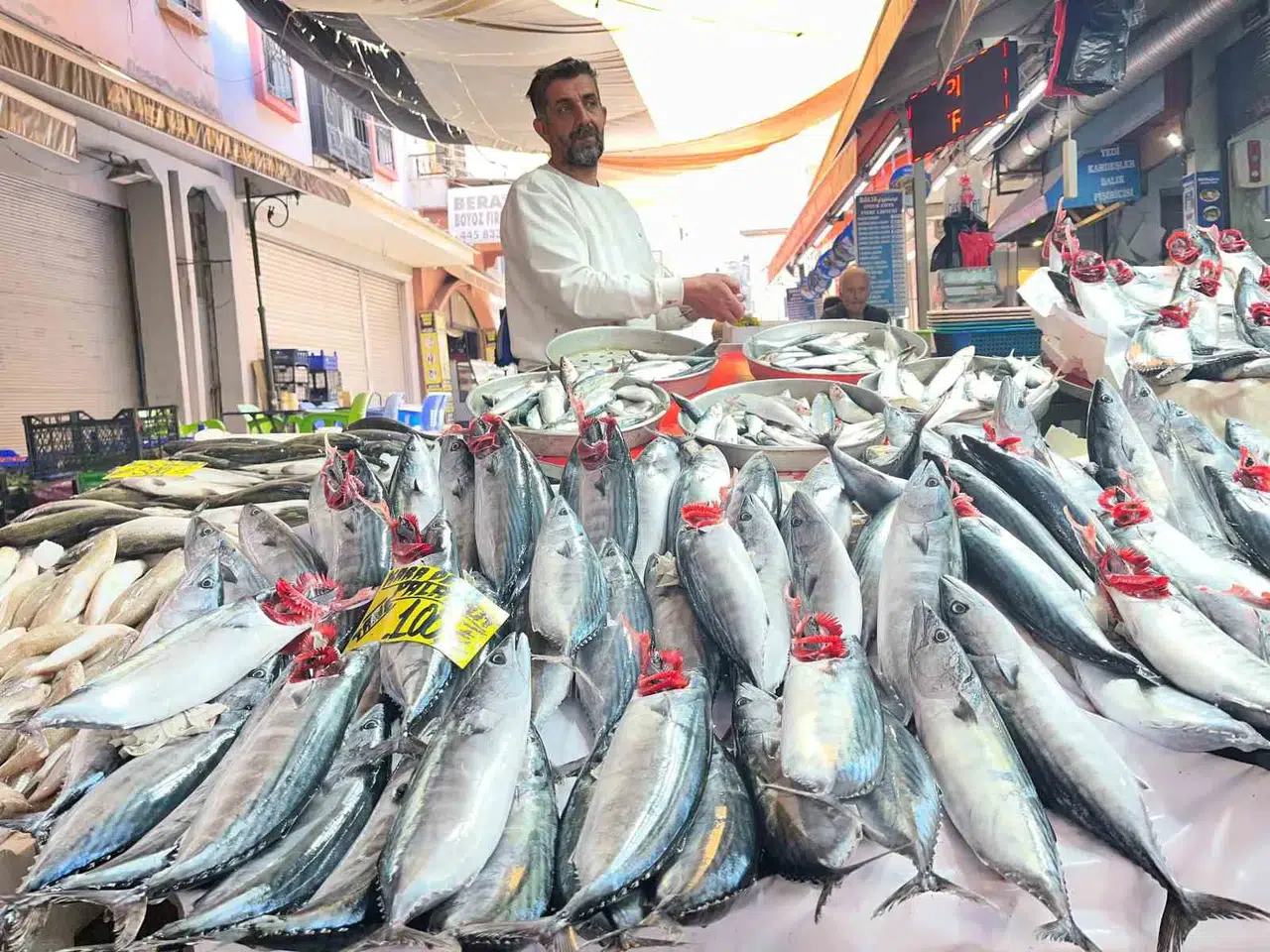 Kırmızı ete alternatif İzmir'den çıktı: Palamut bereketi sofraları şenlendirdi