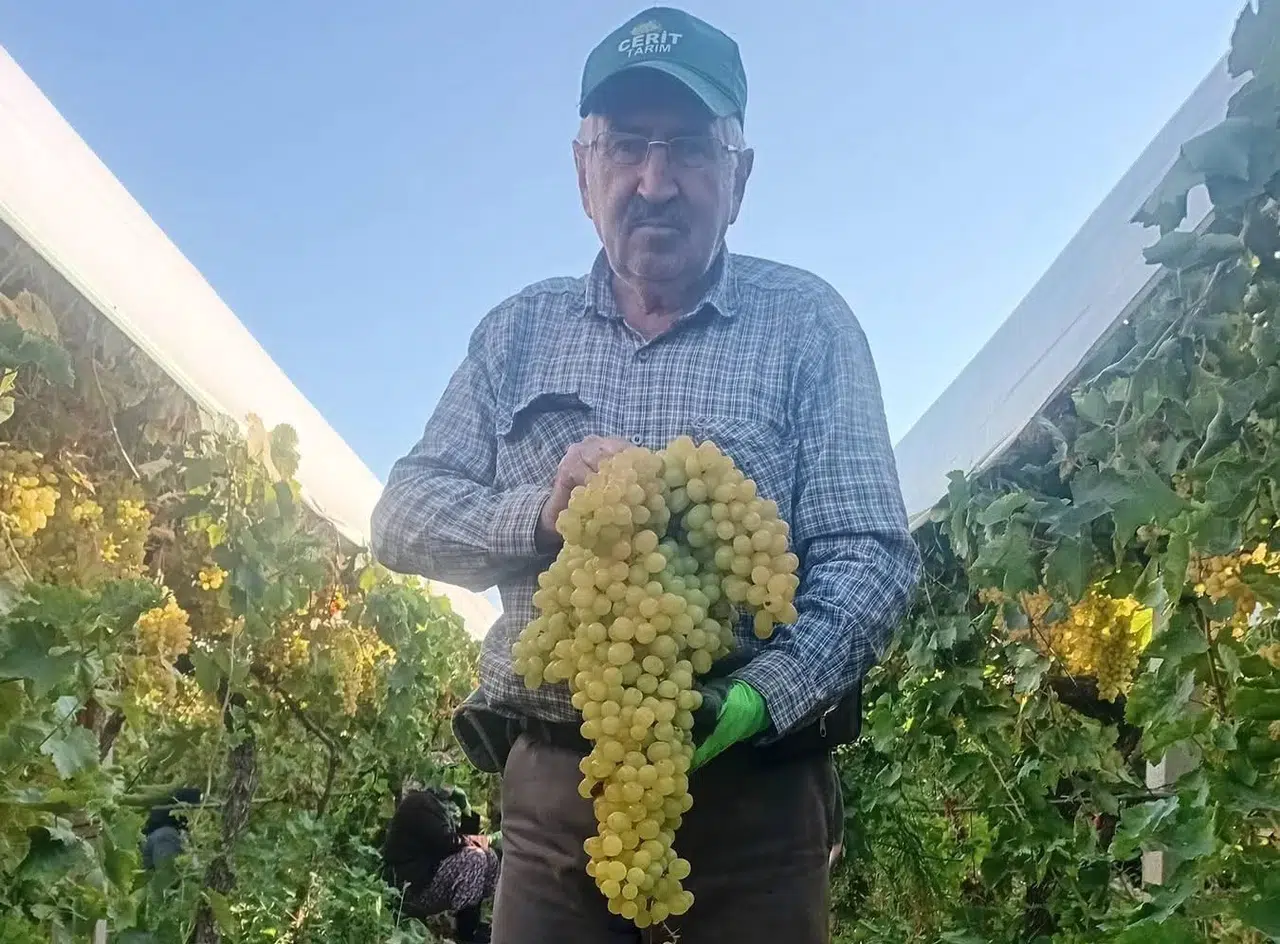 Manisa'da hasat bereketi: 5,5 kiloluk salkım görenleri şaşkına çevirdi