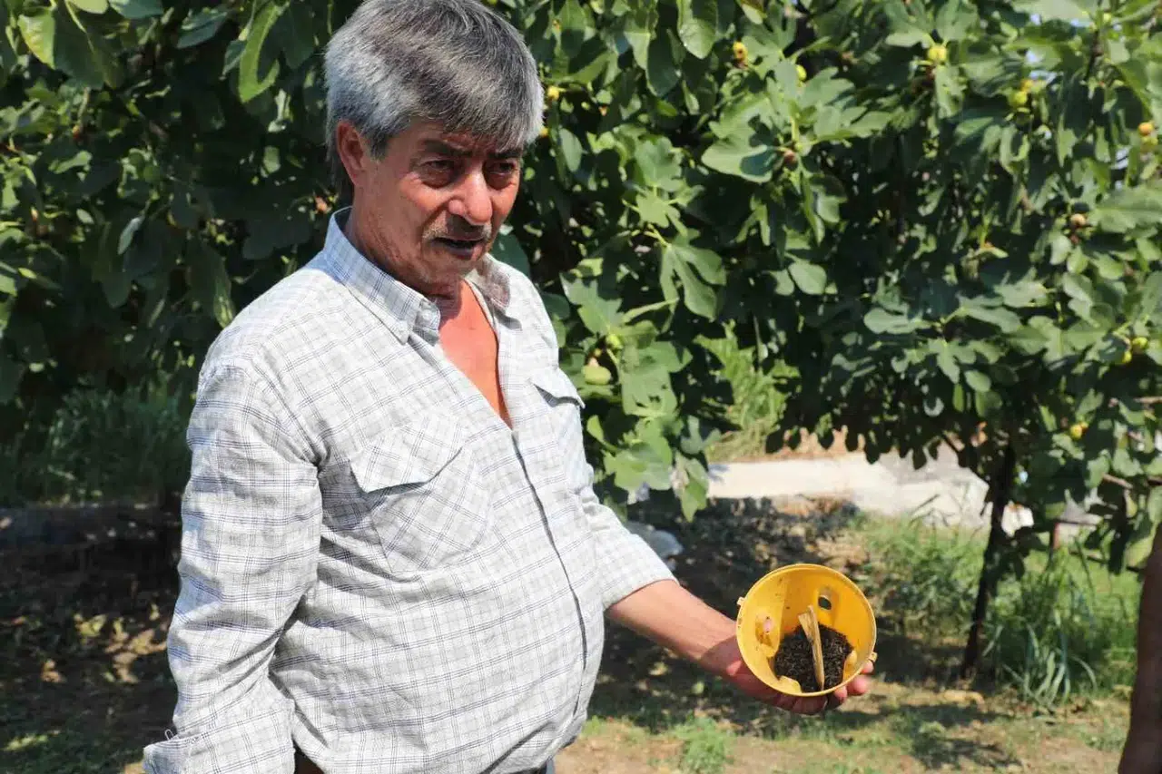 Muğla’da çiftçinin hasadı güvence altında: Kimyasal ilaca veda dönemi
