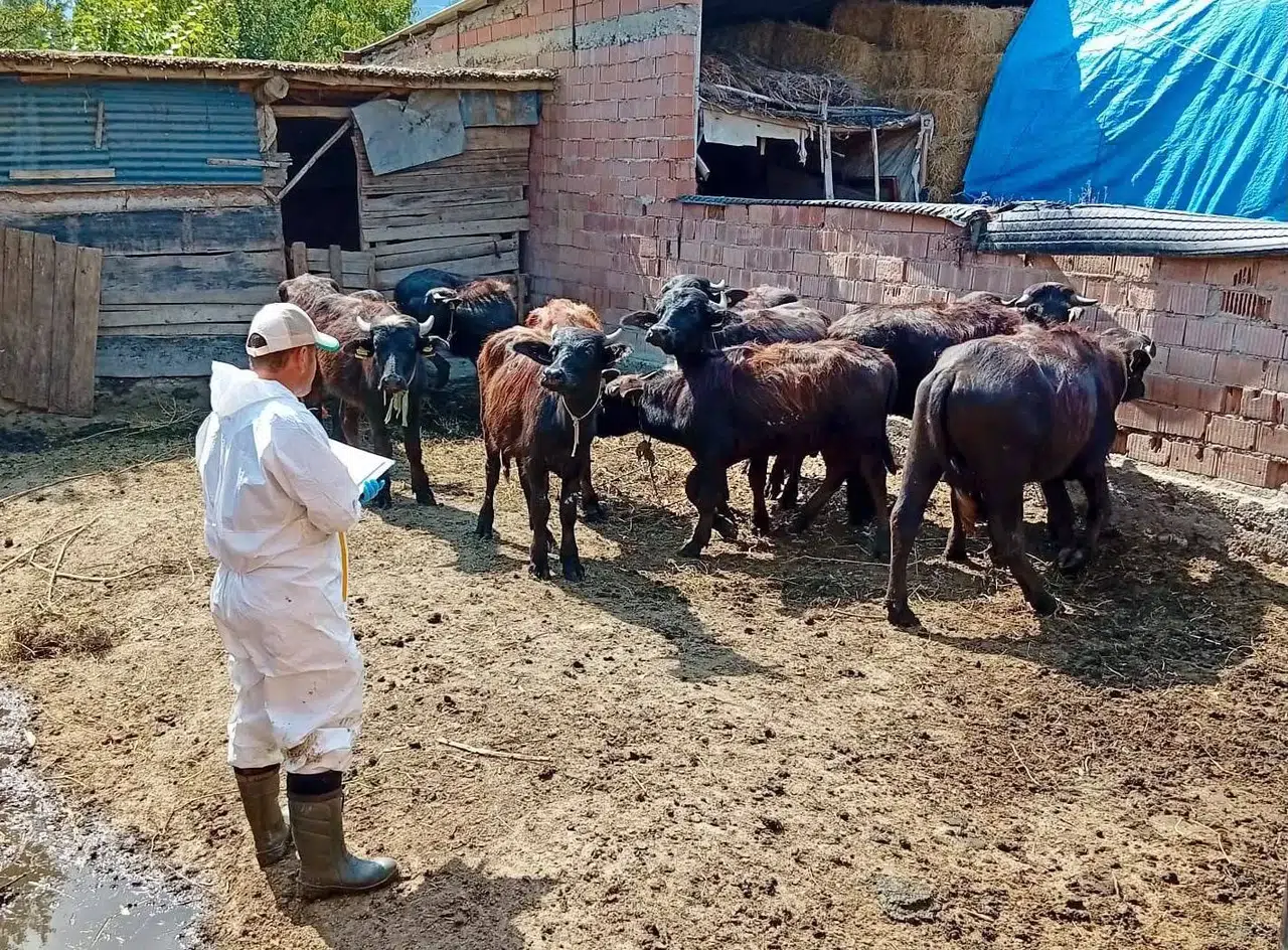 Çay'da hayvansal üretimde hastalık nöbeti: Aşı seferberliği başladı