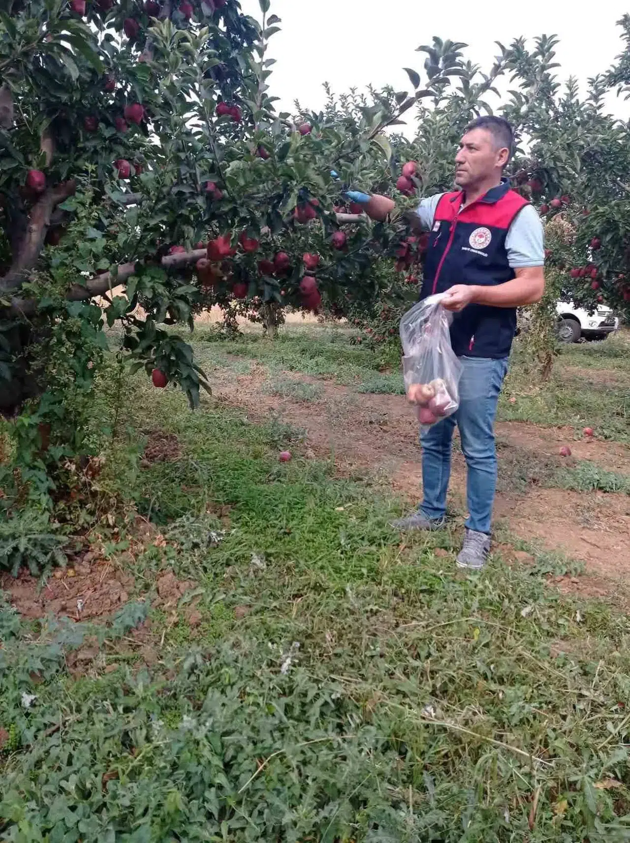Çivril elmasında laboratuvar mesaisi: Sağlıklı ürün için numuneler toplandı