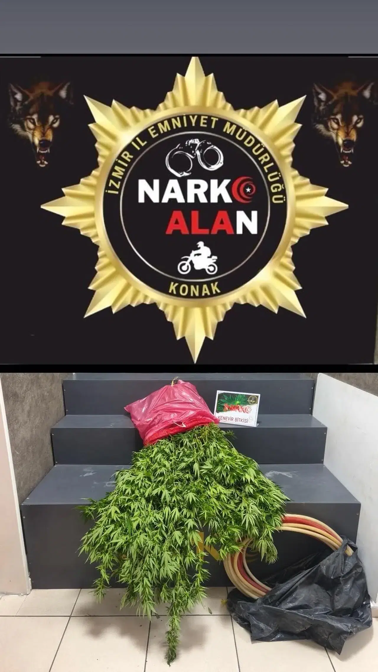 Konak’ta bahçeyi kenevir tarlasına çevirmiş: Emniyetten kaçamadı