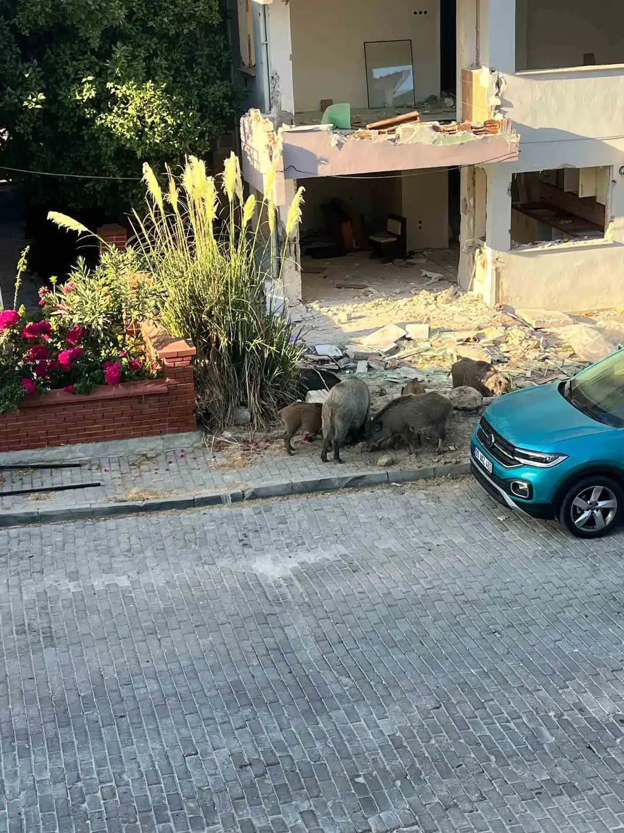 Kuşadası sokaklarında şaşkına çeviren görüntüler: Domuz sürüsü yerleşim yerine indi