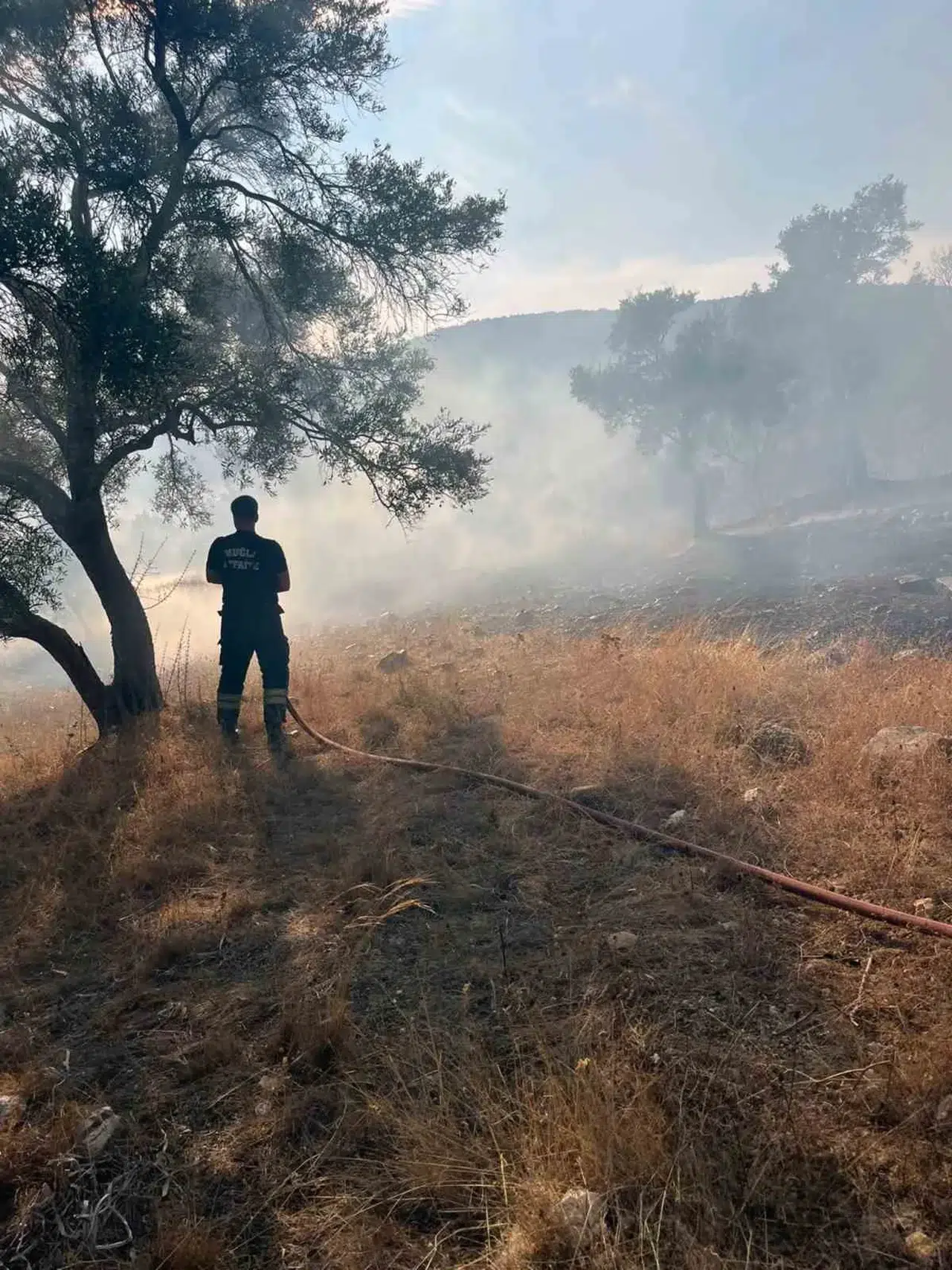 Bodrum-Milas yolunda korkutan alevler: Ekipler zeytinlikleri kurtardı