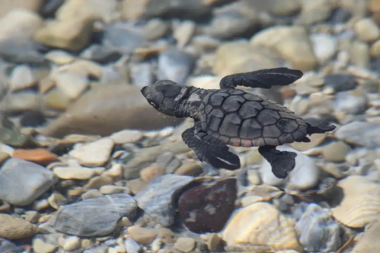 Aydın sahillerinde yaşam mücadelesi: 214 minik caretta mavi sularla buluştu