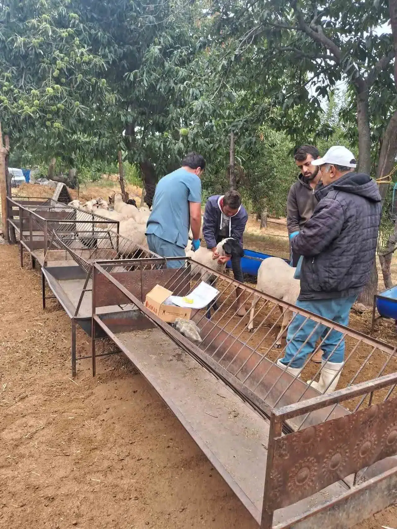 Köşk'te hayvancılıkta kritik operasyon: Sürülerin sağlığı ve geleceği güvence altında