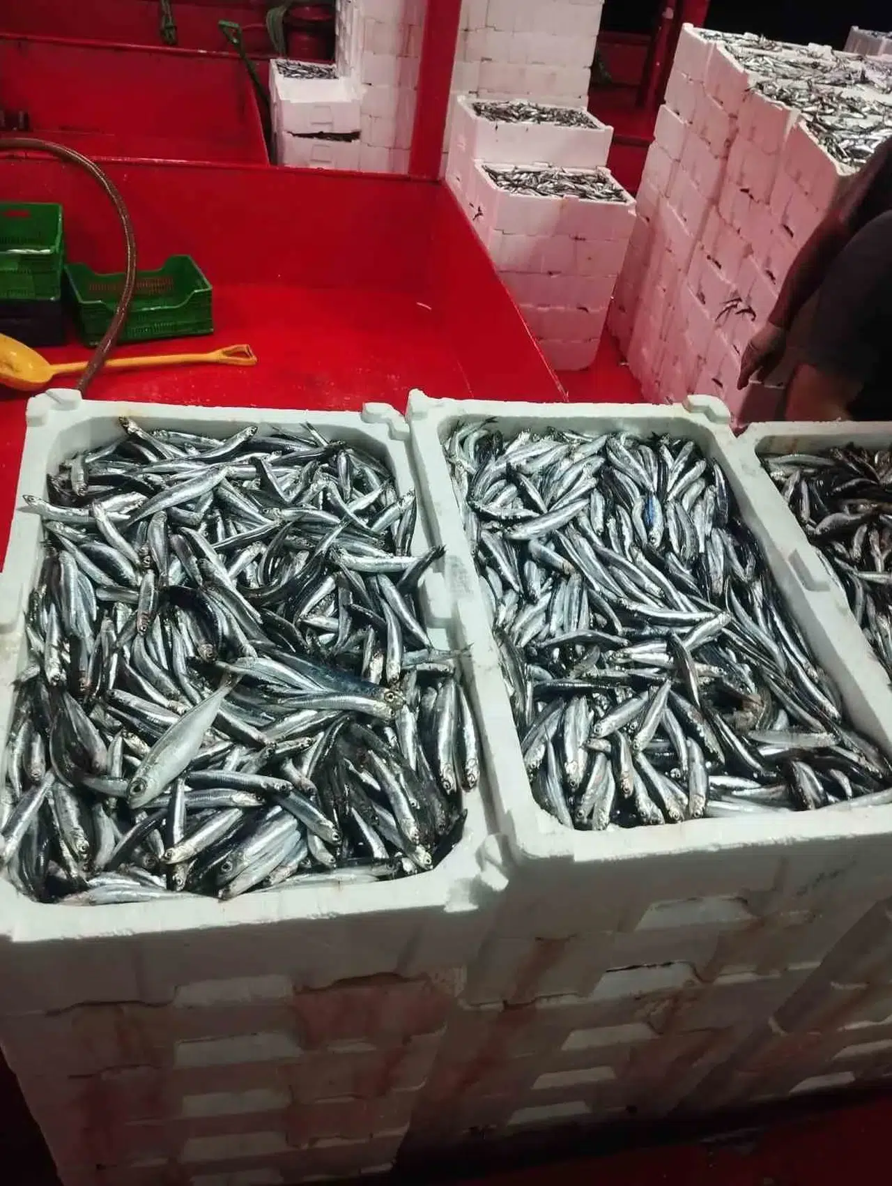 Didim denizlerinde hamsi mesaisi: Ekiplerden boy ve kota denetimi