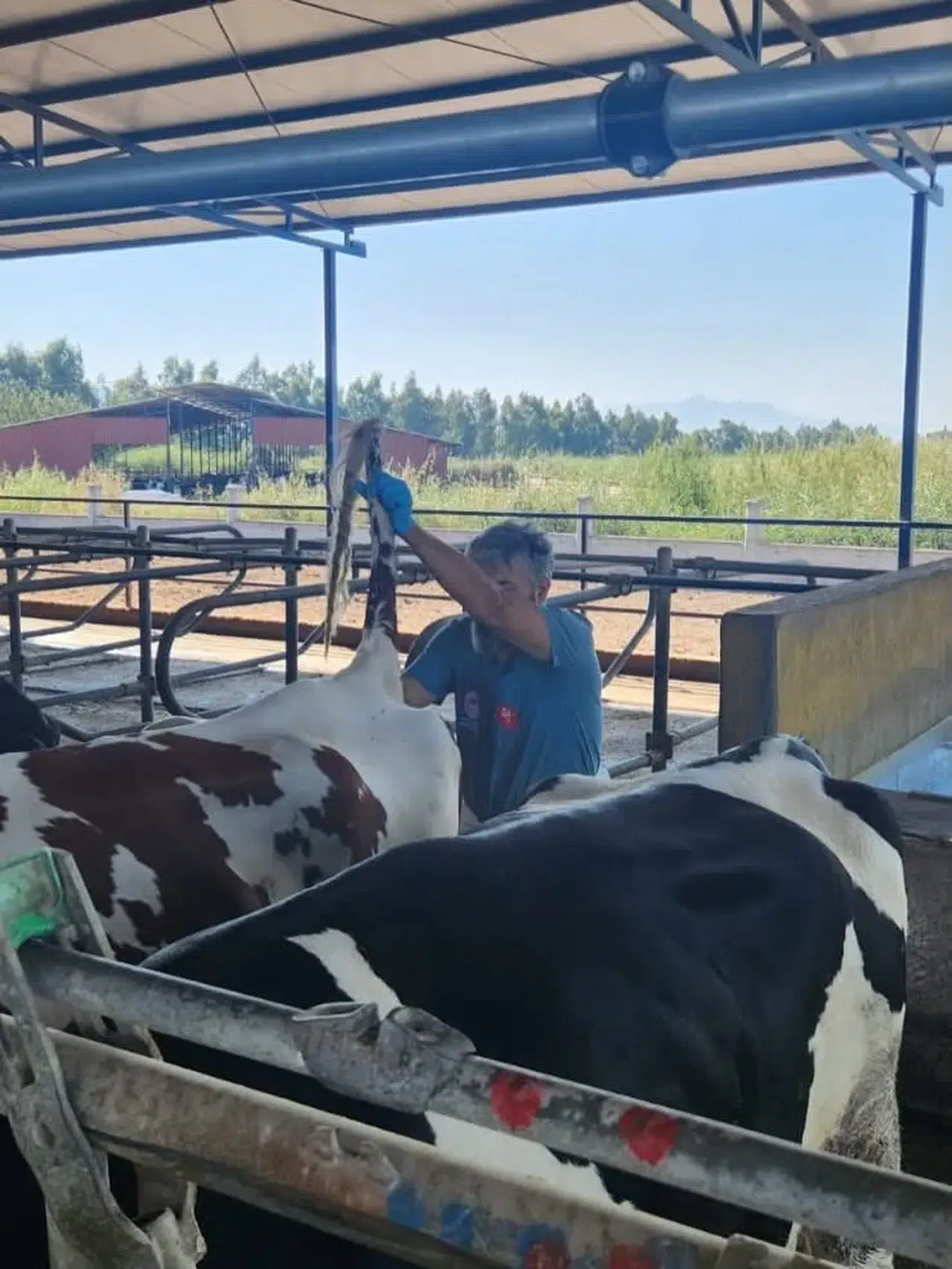 Söke’de sağlıklı sürü için saha taraması: Ari işletmelerde kan örneği dönemi