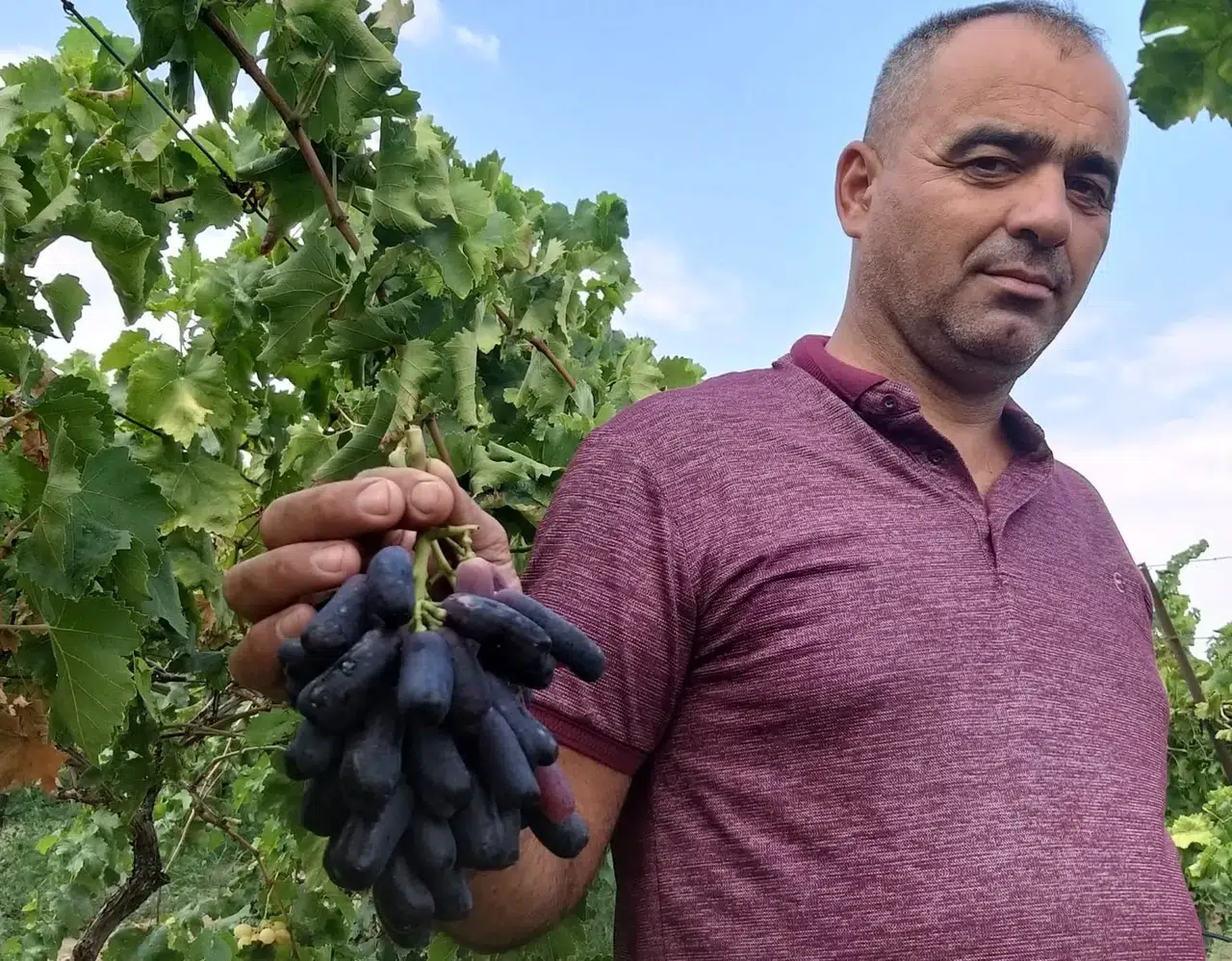 Sarıgöl bağlarında ezber bozan hasat: 80 asmadan 7 tonluk rekor verim