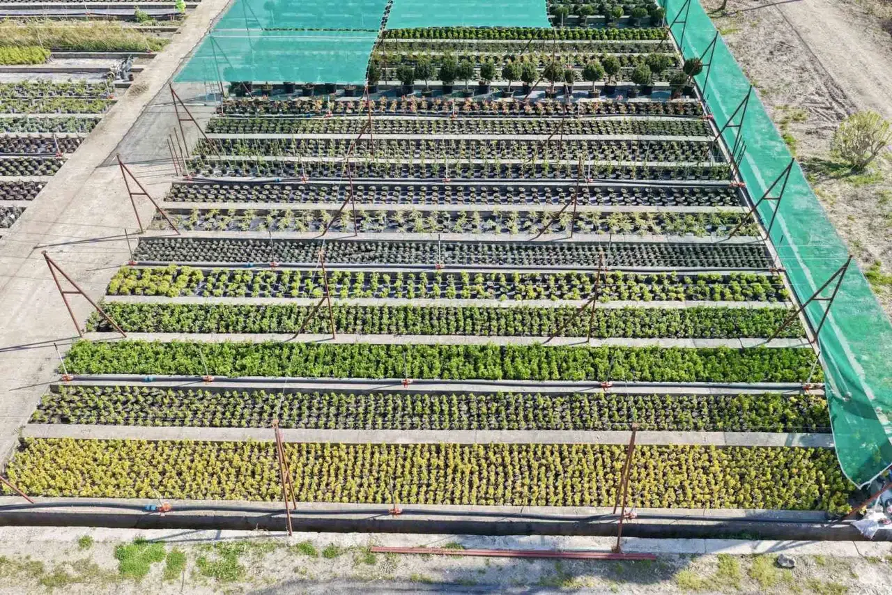Manisa’nın yeşil fabrikası 2026 hedefini büyüttü: 6 milyon fidan toprakla buluşacak