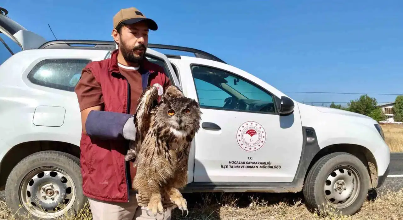 Sandıklı’da Yaralı Bulunan Puhu Kuşu Ekiplerin Elinde Yeniden Hayata Tutundu