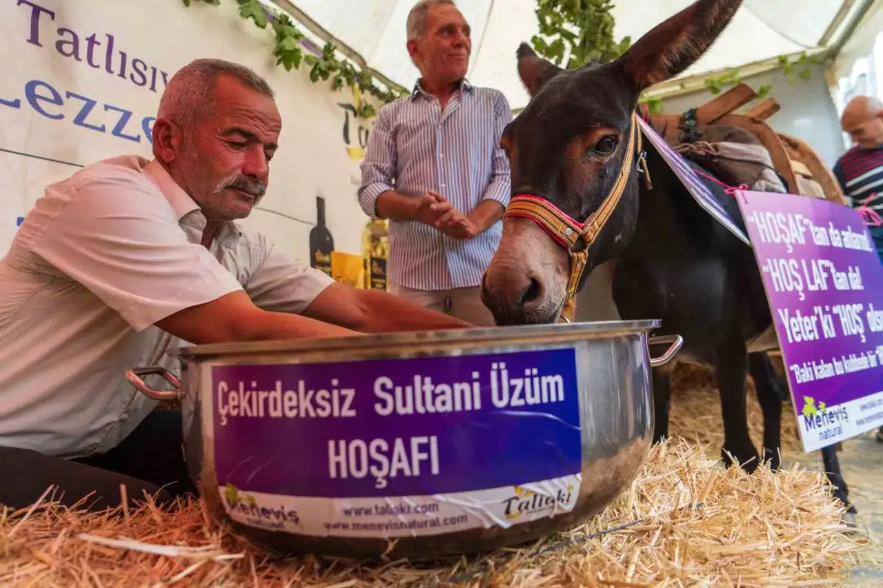 Asırlık deyimi çürüten inat: Hoşnut isimli eşek festivalde hoşaf içti