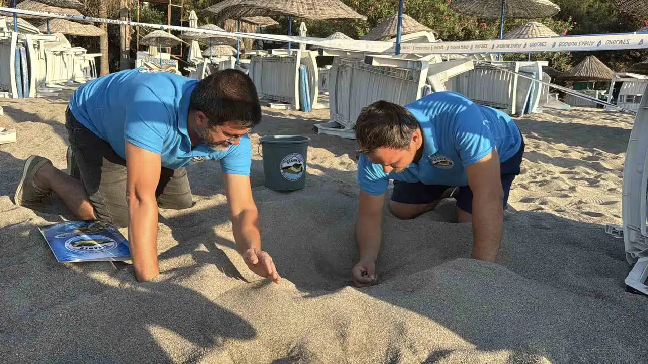 Bodrum’un minik misafirleri yuvadan çıktı: 62 kaplumbağanın zorlu yolculuğu başarıyla sonuçlandı