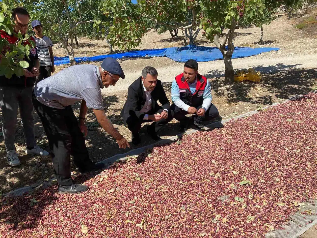 Denizli’nin bereketli topraklarında hasat vakti: Antep fıstığında yüzler gülüyor