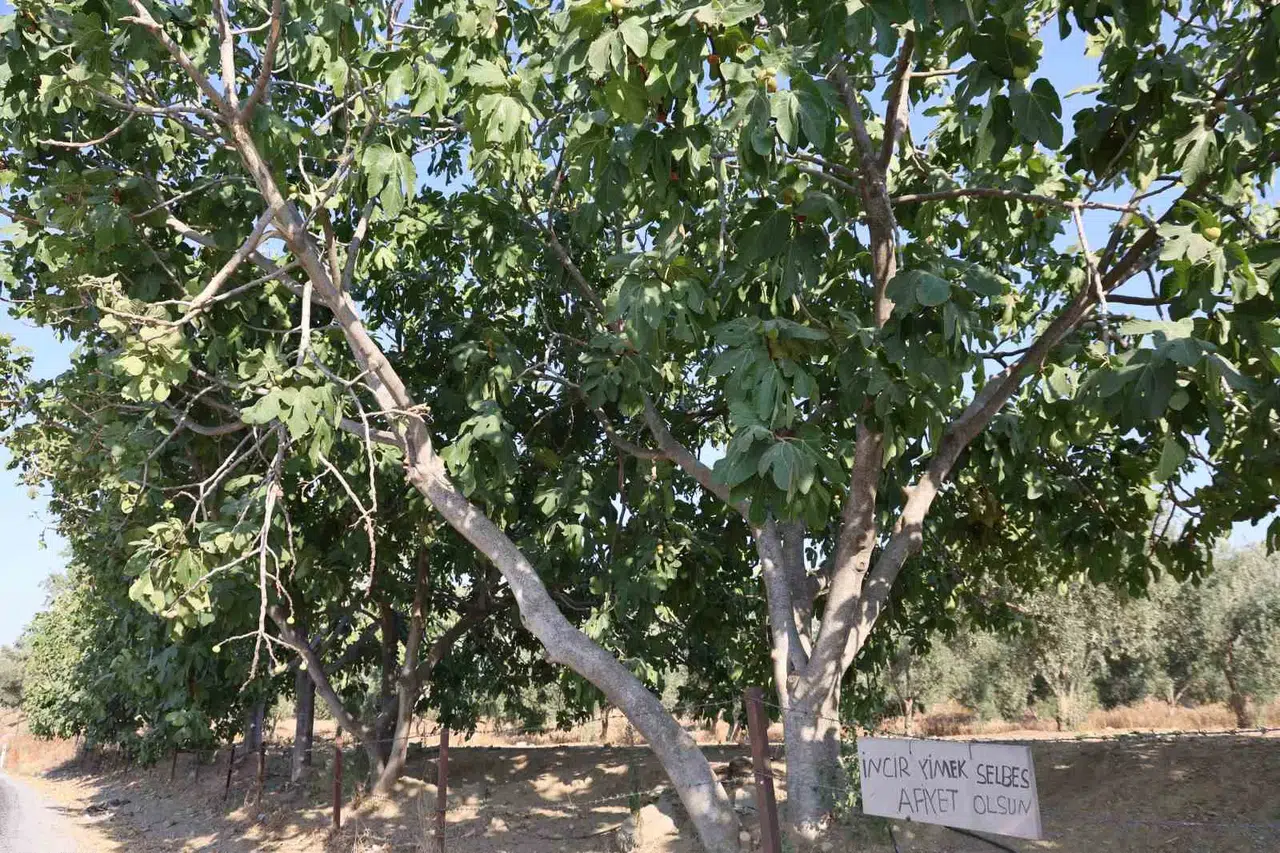Aydın'ın bereketli topraklarında asırlık gelenek: Yoldan geçenlere incir ikramı