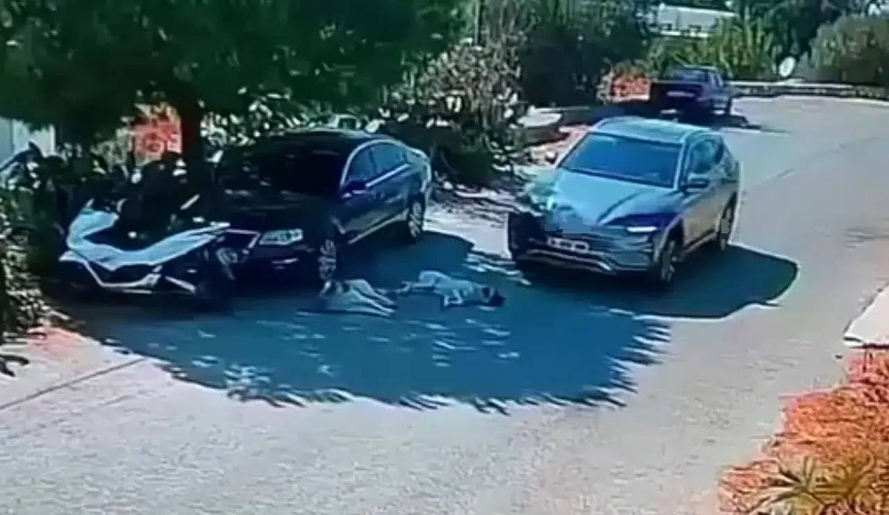 Bodrum'da vicdansızlık kamerada: Yolda yatan köpekleri ezip geçti