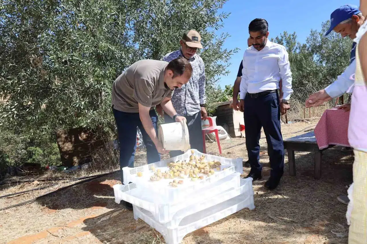 Karacasu’da incir bereketi: Kaymakam Battal tarlada üreticiyle buluştu